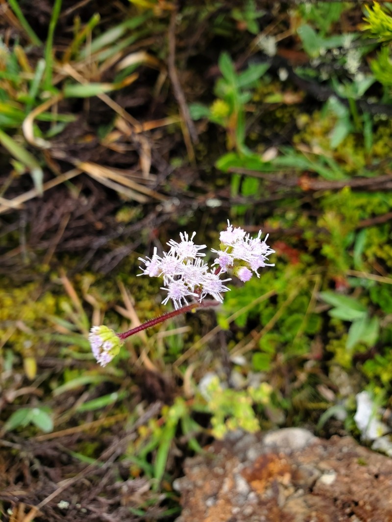 Lourteigia microphylla photo 8
