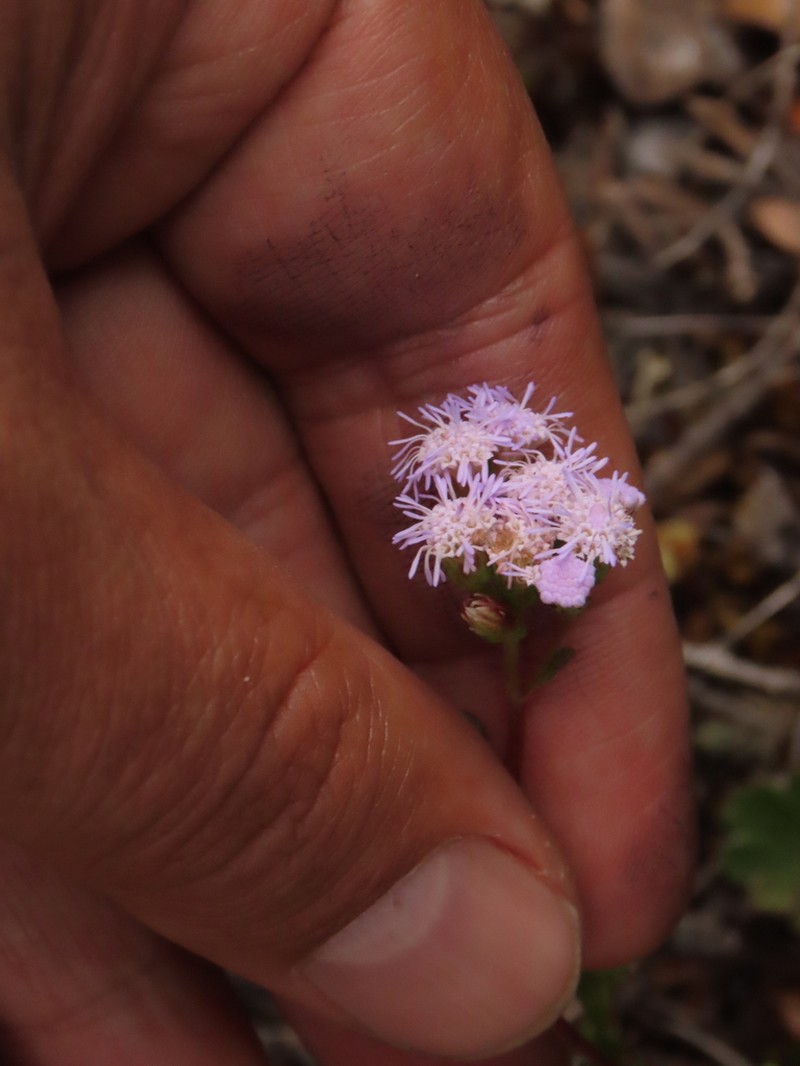 Lourteigia ornatiloba