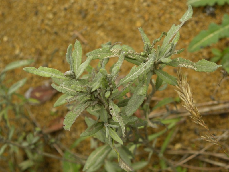 Lourteigia stoechadifolia