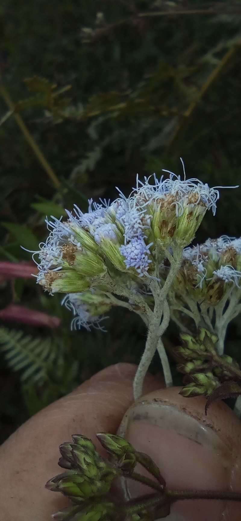 Lourteigia stoechadifolia photo 2