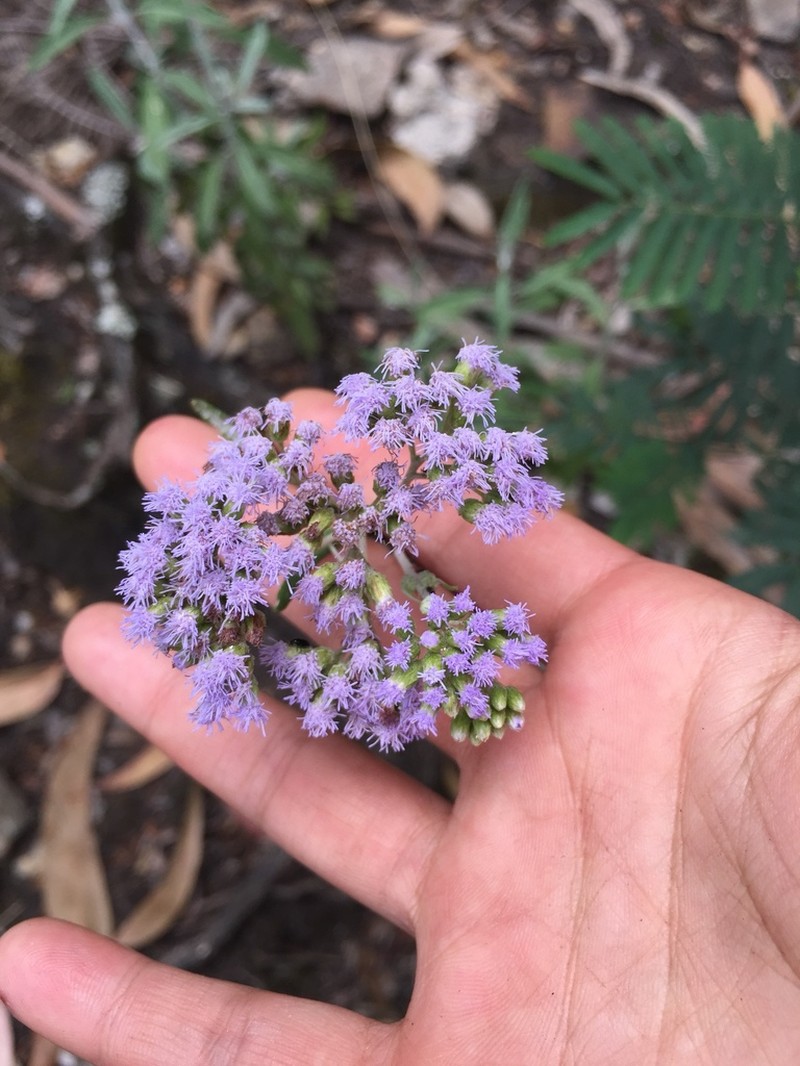 Lourteigia stoechadifolia photo 3
