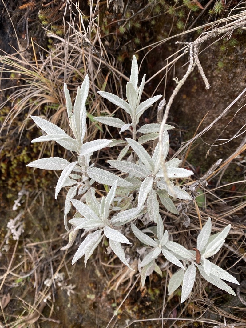 Lourteigia stoechadifolia photo 4