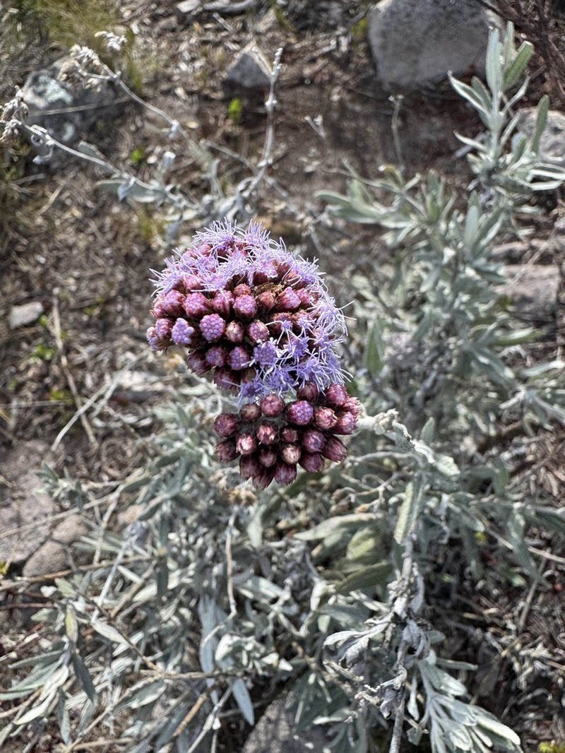 Lourteigia stoechadifolia photo 5