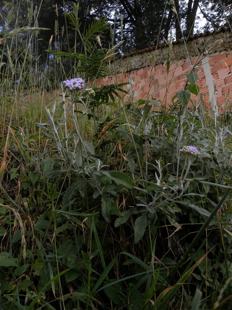 Lourteigia stoechadifolia photo 6