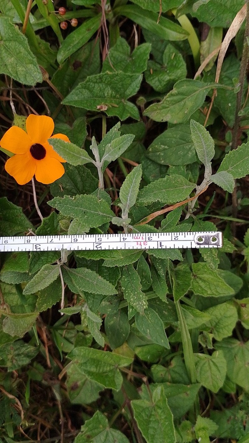 Lourteigia stoechadifolia photo 7