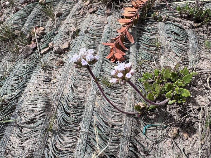 Lourteigia stoechadifolia photo 8