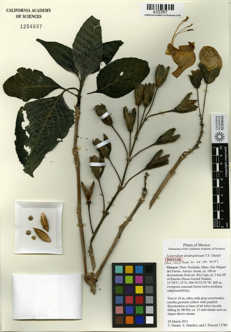 Louteridium dendropilosum