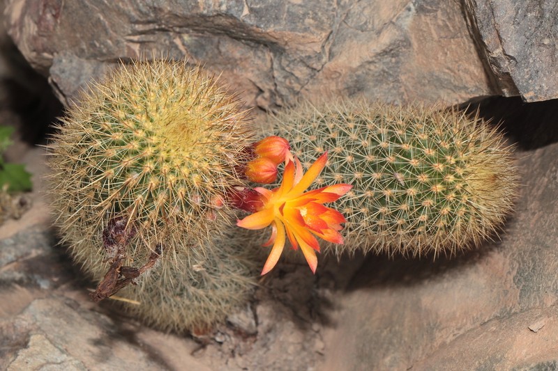 Loxanthocereus hoxeyi photo 2