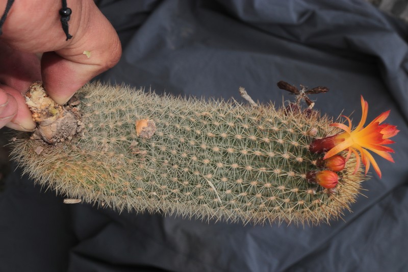 Loxanthocereus hoxeyi