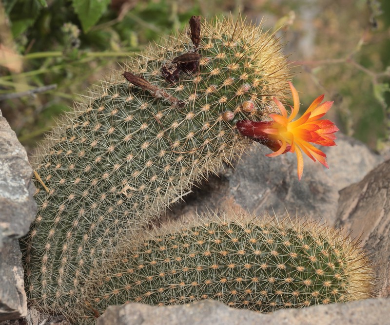 Loxanthocereus hoxeyi photo 4