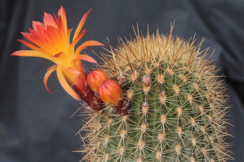 Loxanthocereus hoxeyi photo 5
