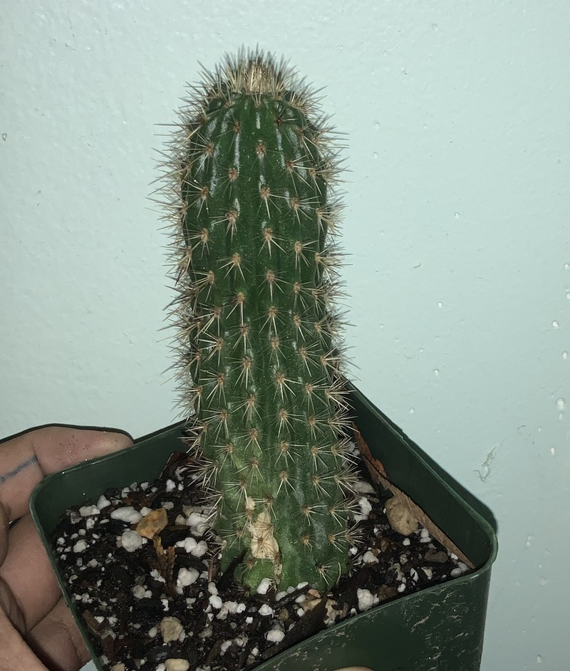 Loxanthocereus hoxeyi photo 7