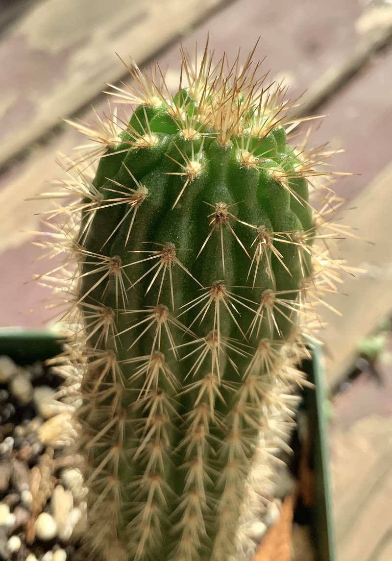 Loxanthocereus hoxeyi photo 8