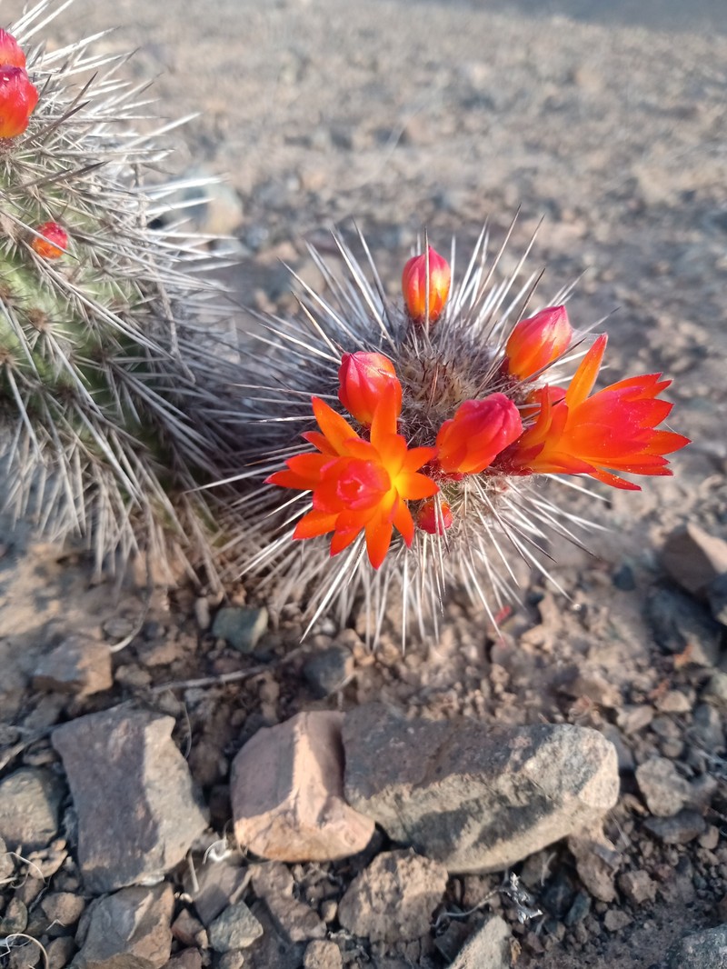 Loxanthocereus hoxeyi subsp. grandis photo 2