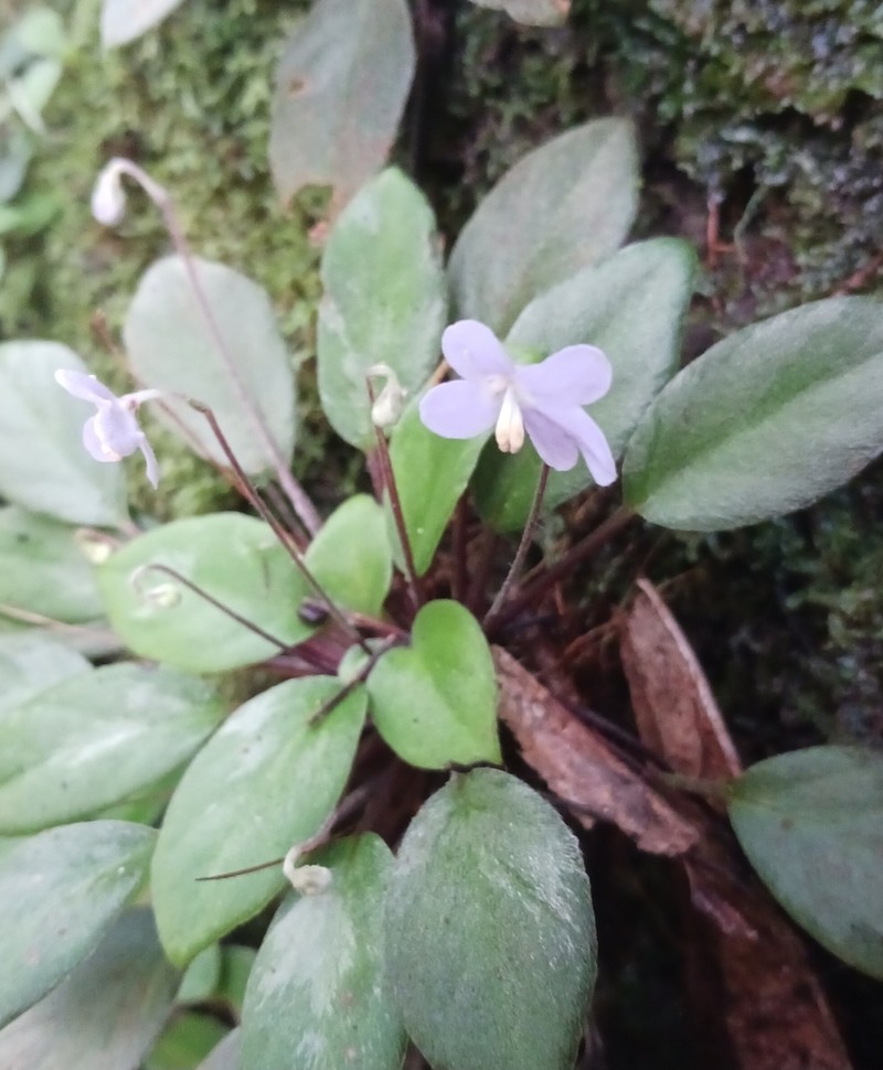 Loxocarpus burttii