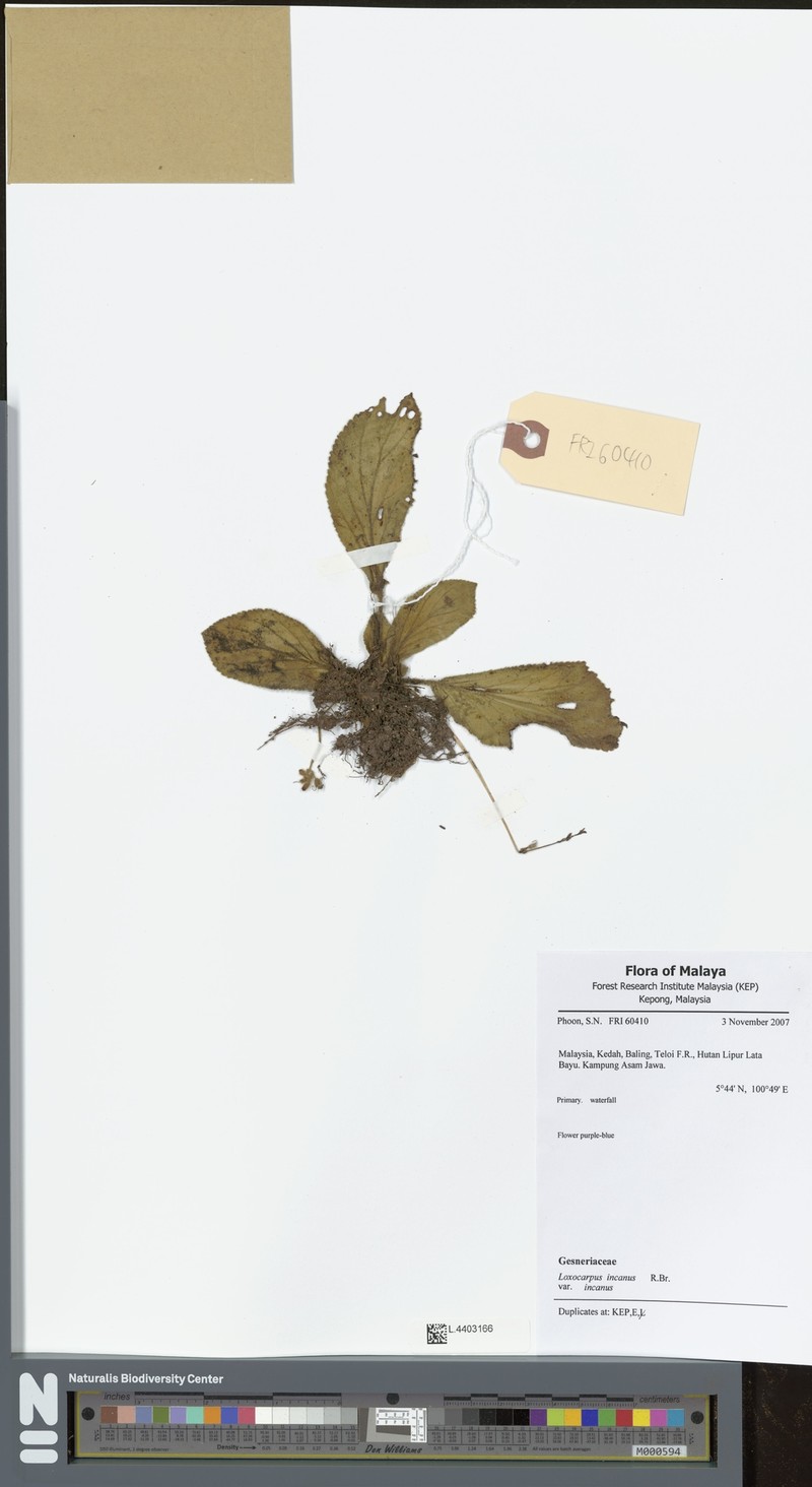 Loxocarpus incanus var. incanus