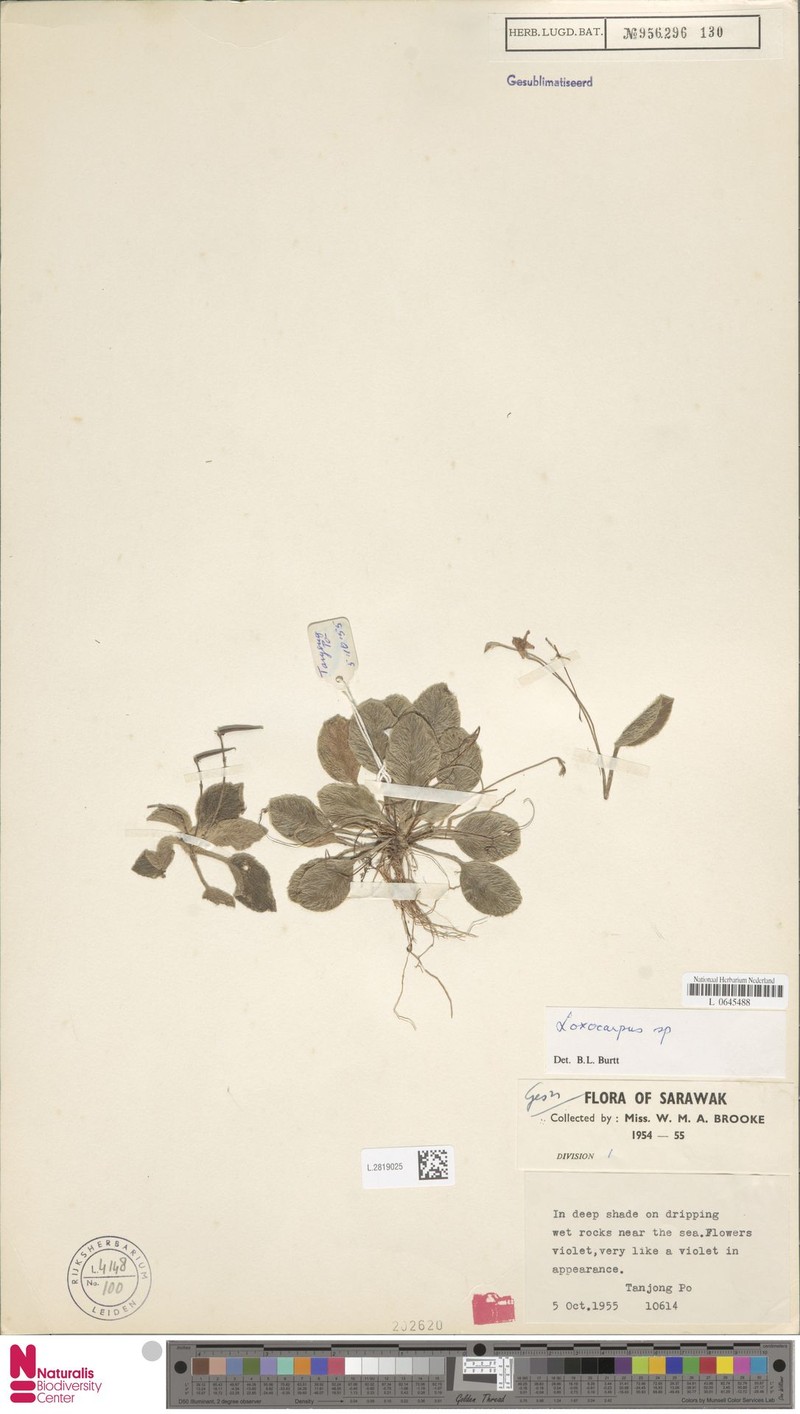 Loxocarpus littoralis