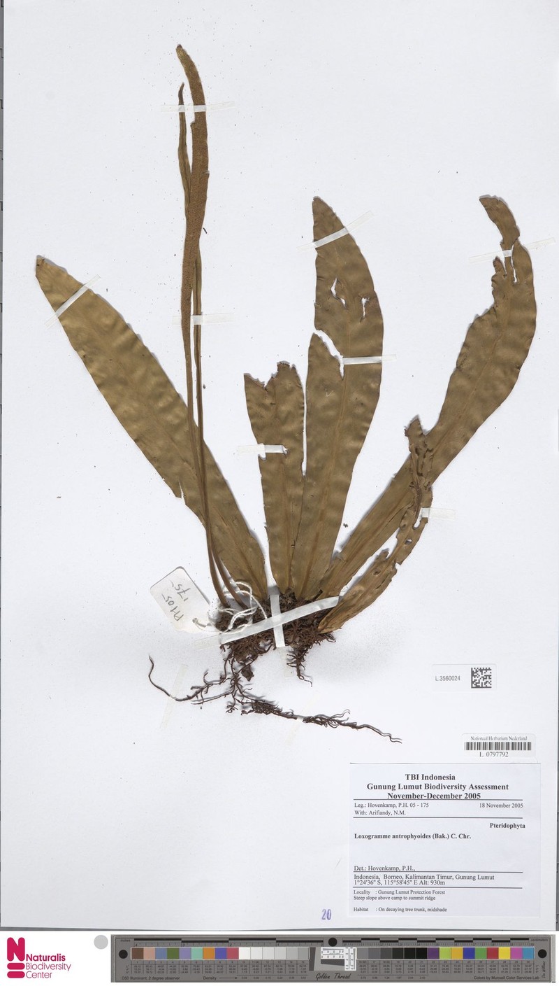 Loxogramme antrophyoides
