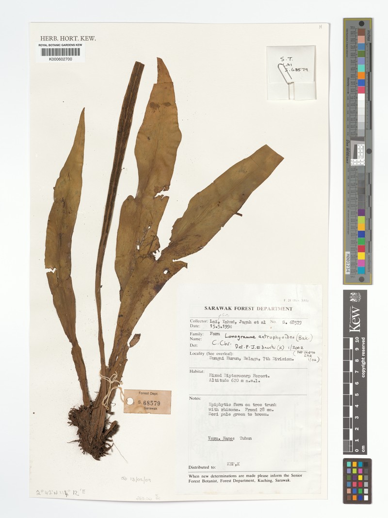 Loxogramme antrophyoides photo 2