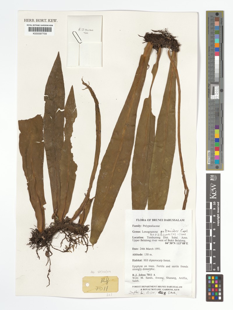 Loxogramme antrophyoides photo 3