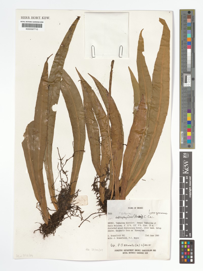 Loxogramme antrophyoides photo 4