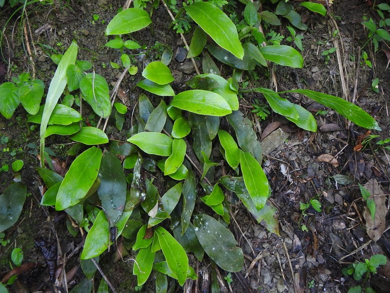 Loxogramme biformis