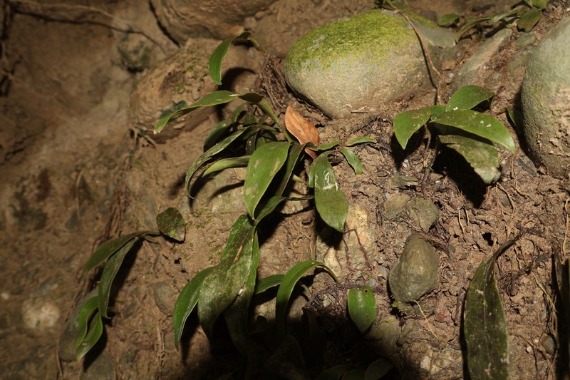 Loxogramme biformis photo 2