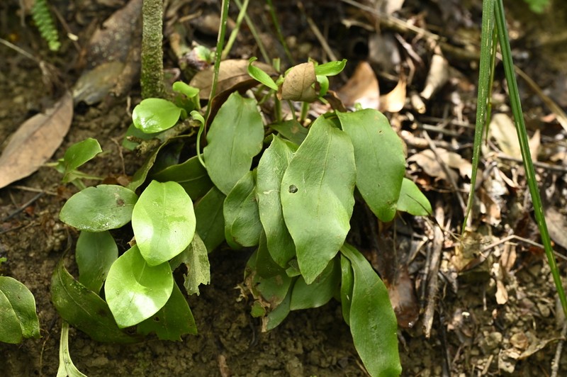 Loxogramme biformis photo 3