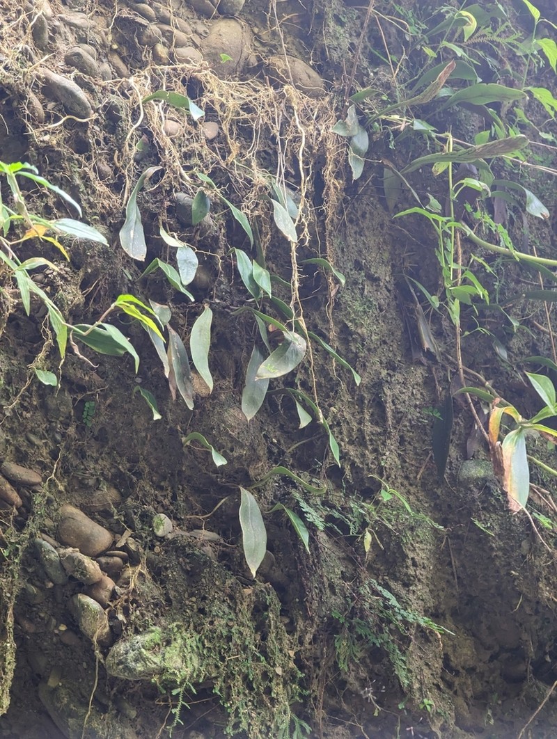 Loxogramme biformis photo 4