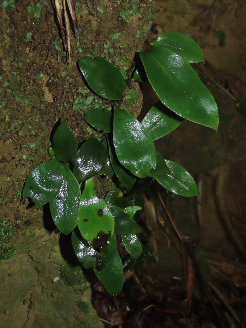 Loxogramme biformis photo 5