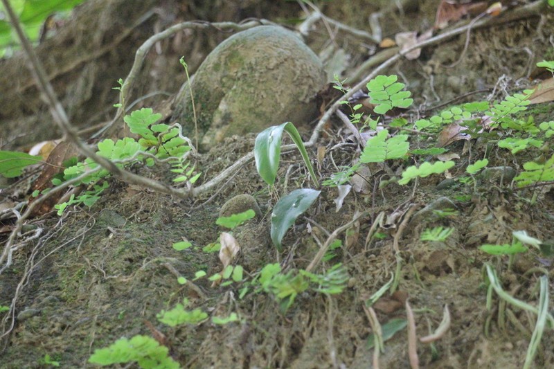 Loxogramme biformis photo 6