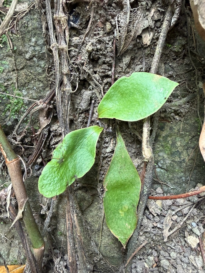 Loxogramme biformis photo 7