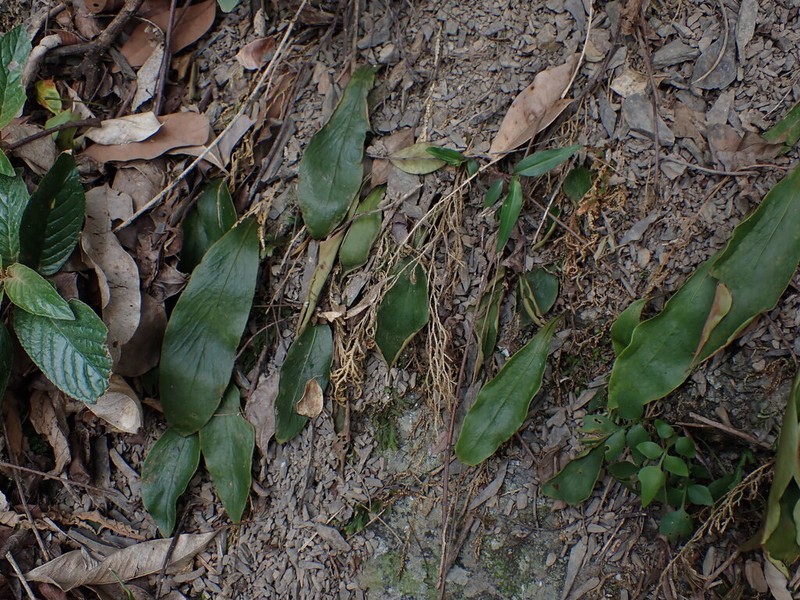 Loxogramme biformis photo 8