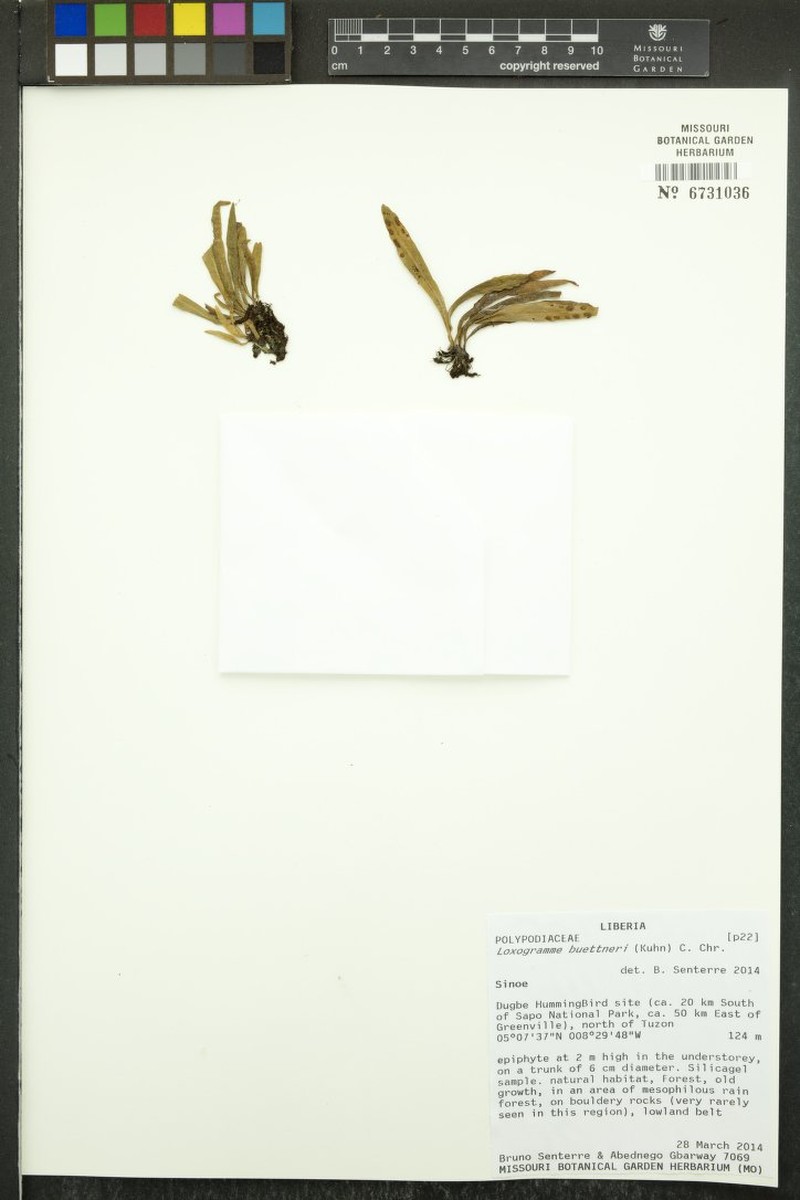 Loxogramme buettneri photo 3