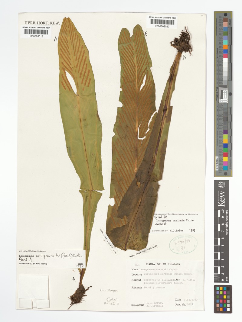 Loxogramme carinata