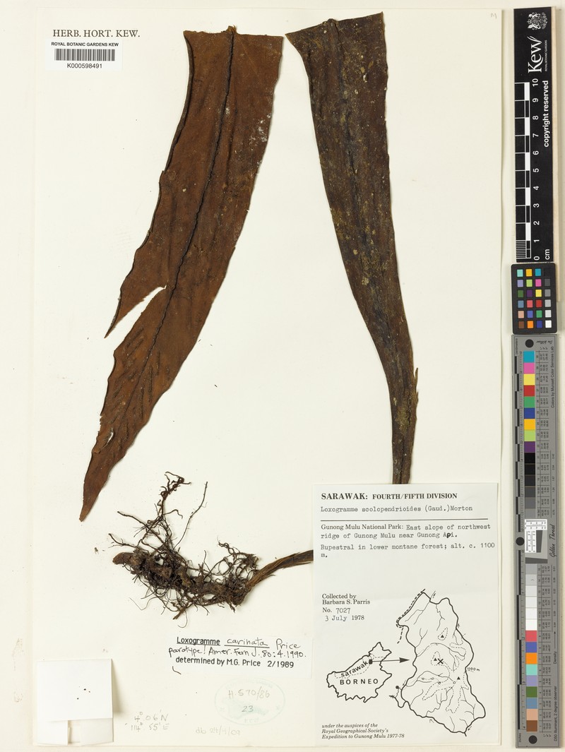 Loxogramme carinata photo 4