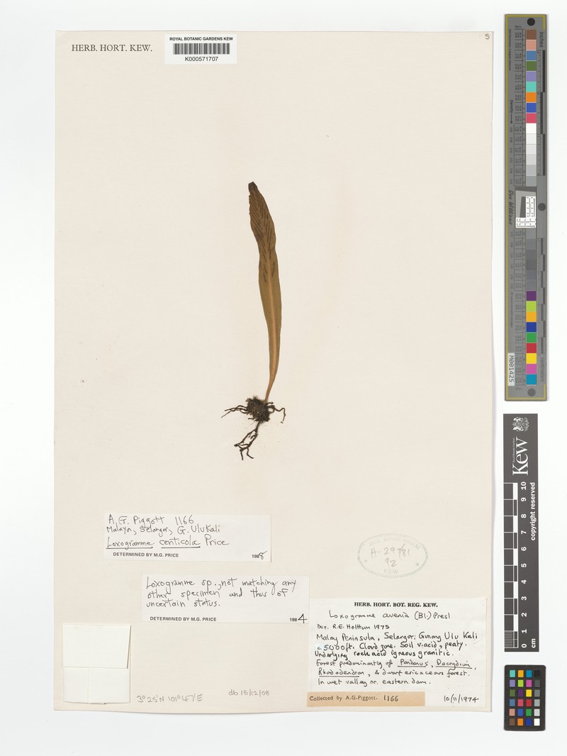 Loxogramme centicola photo 2