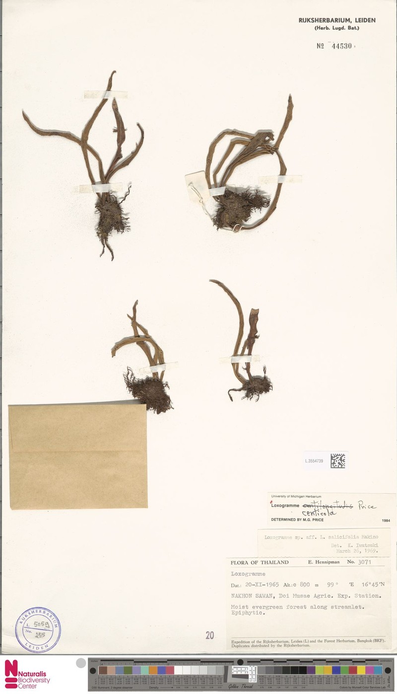 Loxogramme centicola photo 4