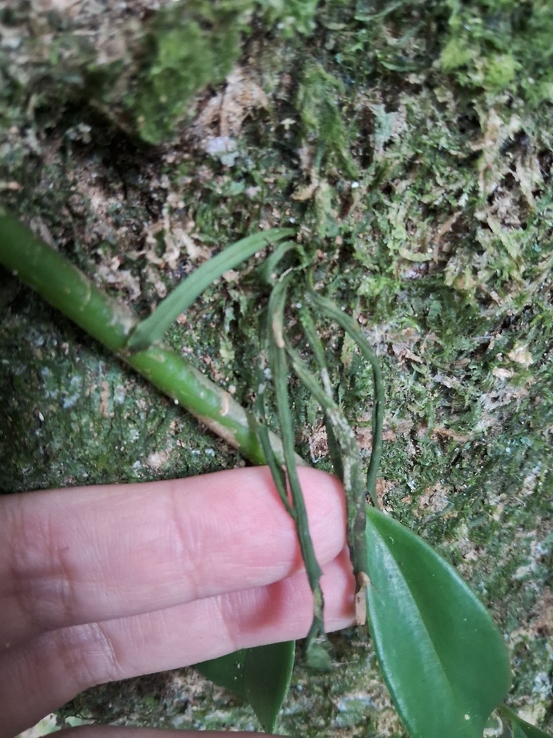 Loxogramme chinensis photo 2