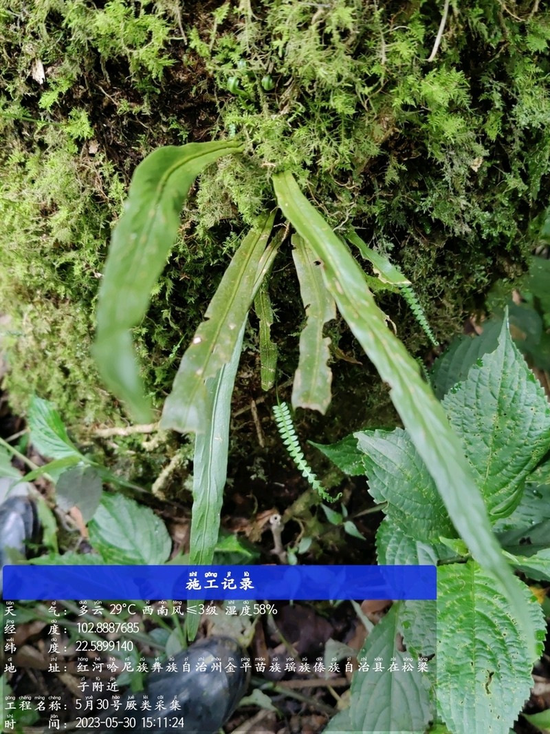 Loxogramme chinensis photo 3