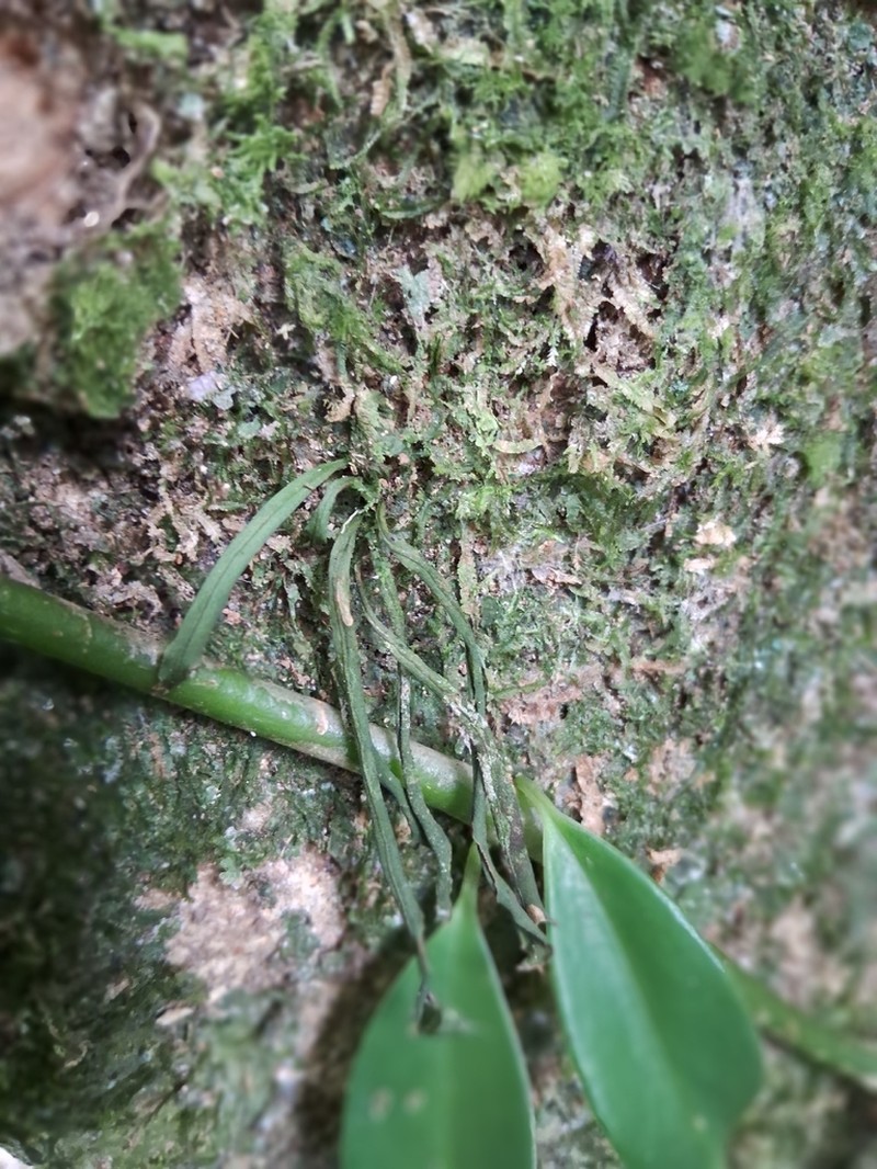 Loxogramme chinensis photo 5