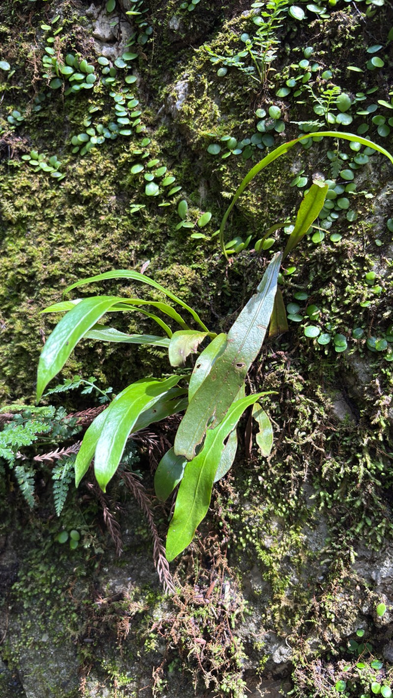 Loxogramme cuspidata