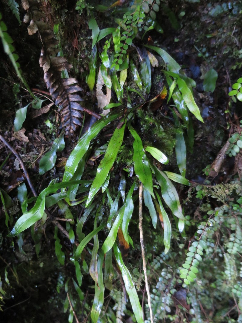 Loxogramme dictyopteris