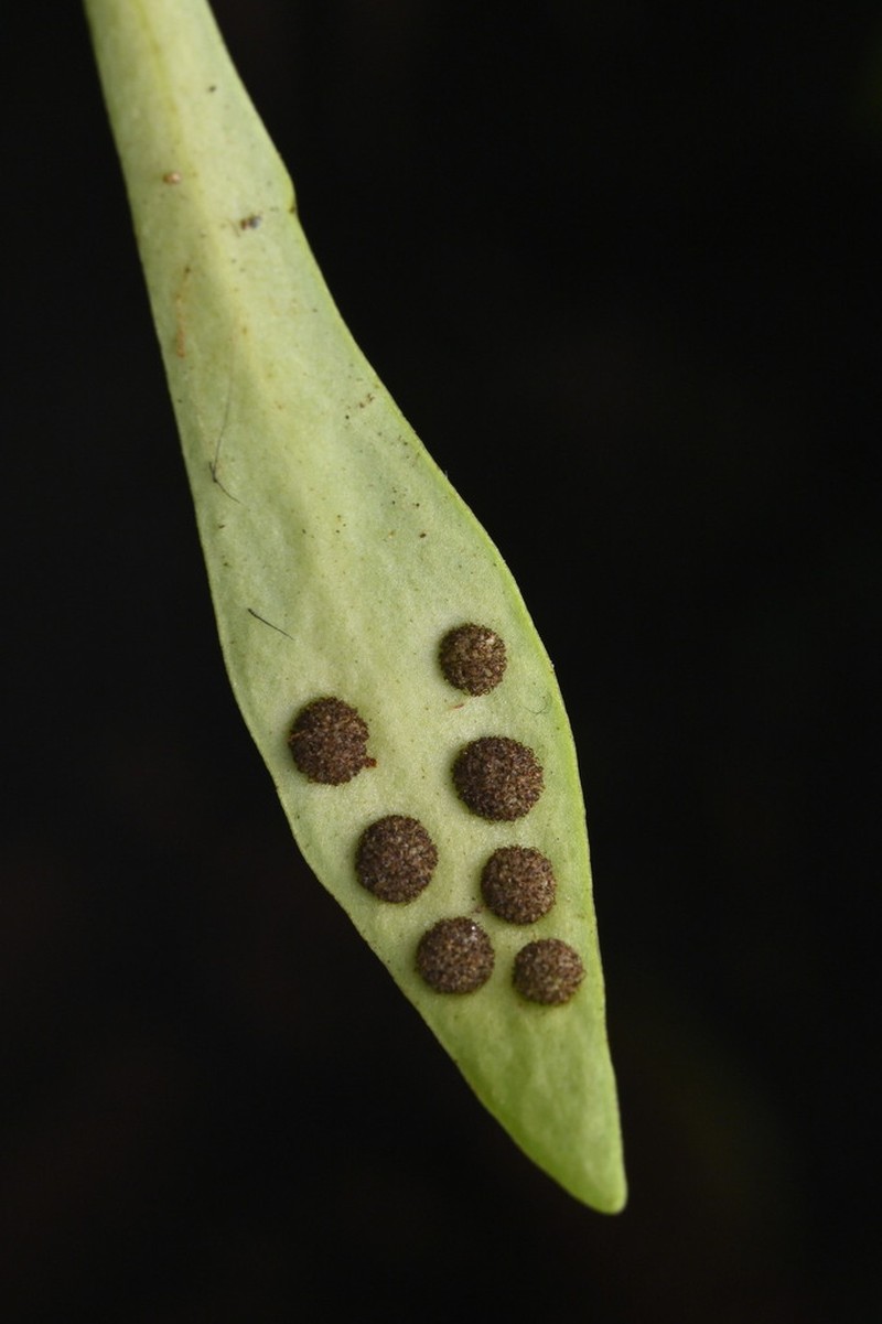 Loxogramme dictyopteris photo 2