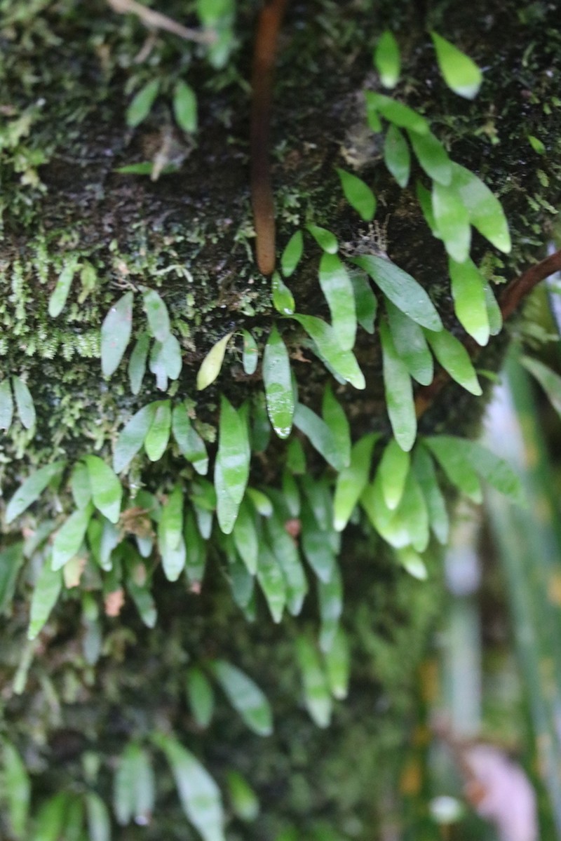 Loxogramme dictyopteris photo 3