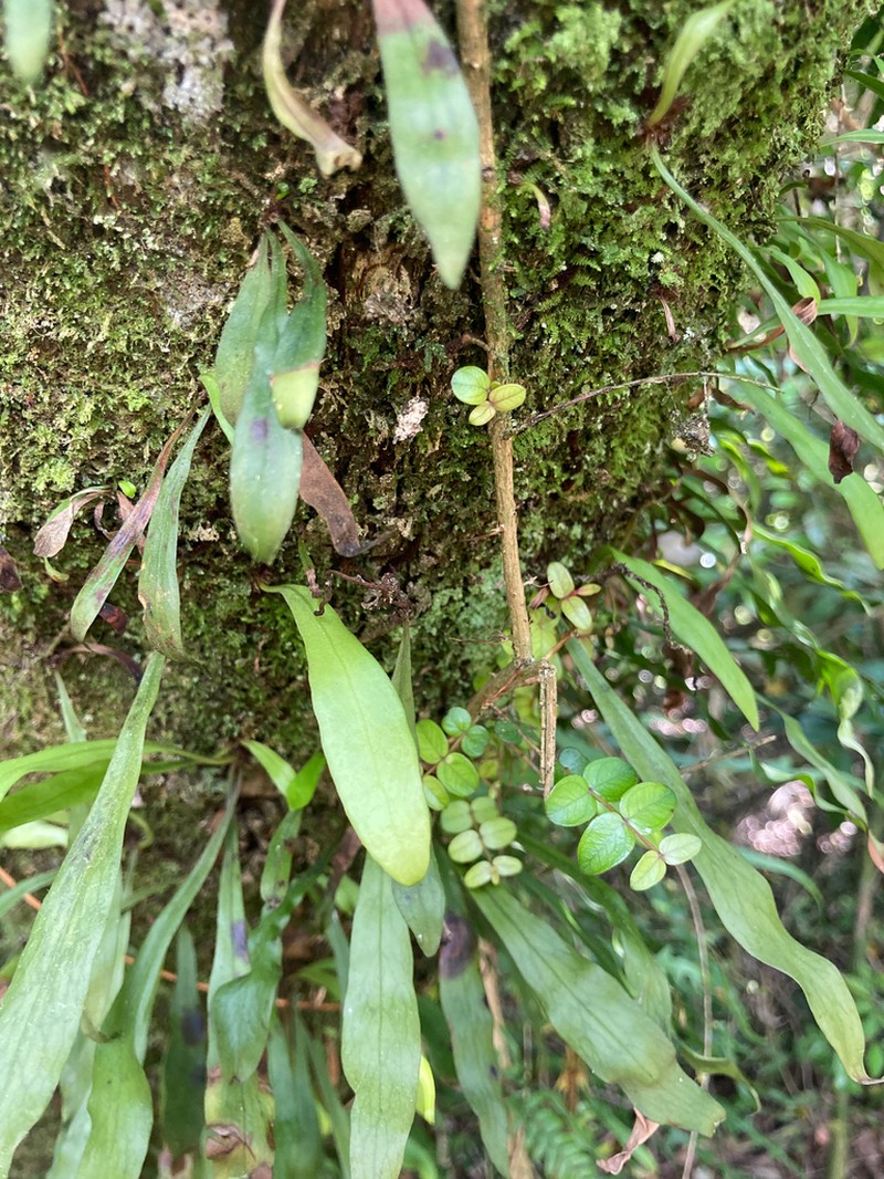 Loxogramme dictyopteris photo 4