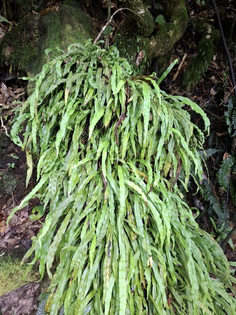 Loxogramme dictyopteris photo 5