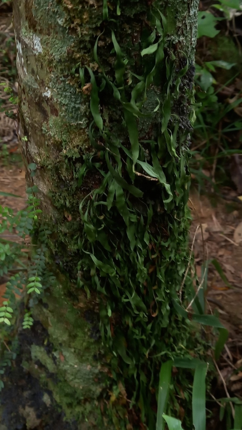 Loxogramme dictyopteris photo 6