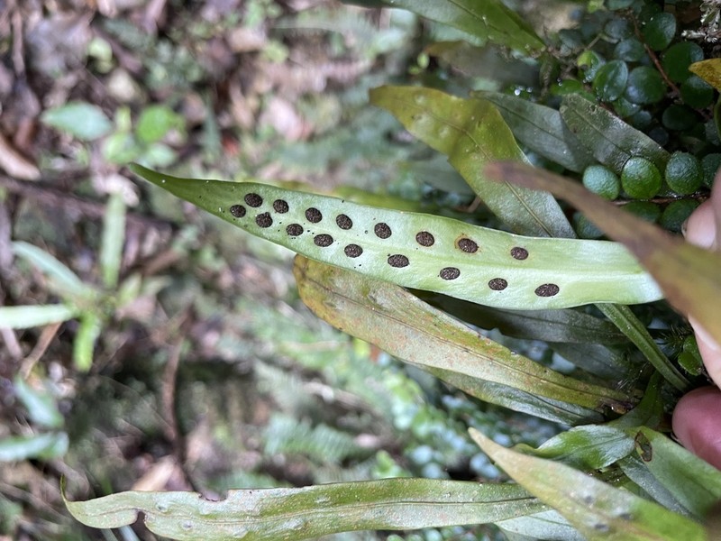 Loxogramme dictyopteris photo 7