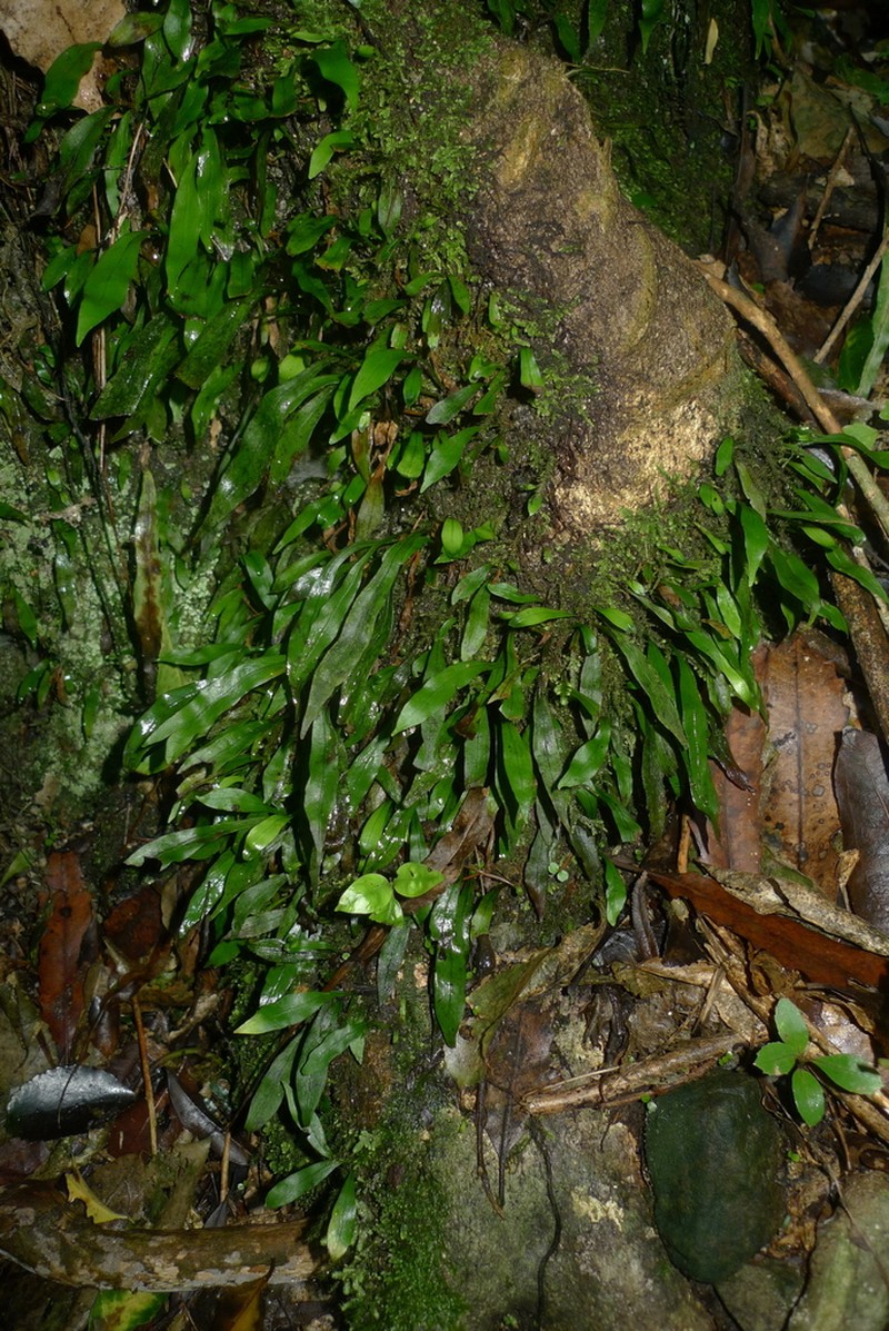 Loxogramme dictyopteris photo 8
